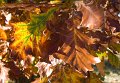 autumn 6